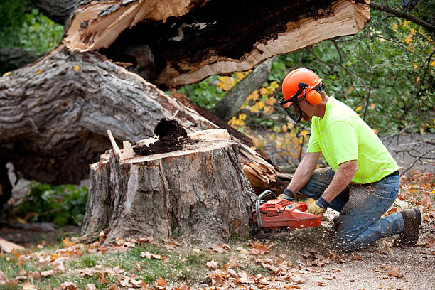 Trusted The Hills, NJ  Tree Services Experts